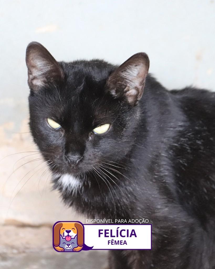 Felícia, gato de porte médio para adoção em Sorocaba - SP