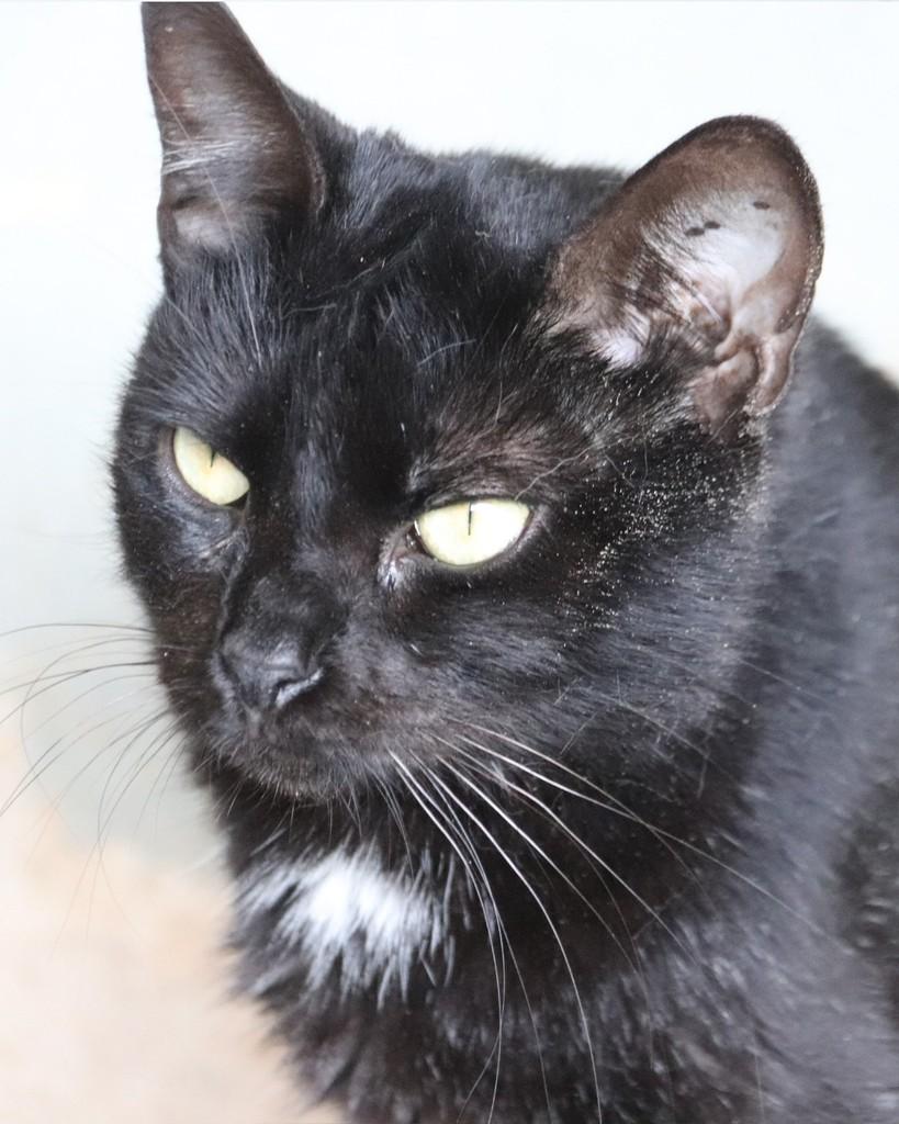 Felícia, gato de porte médio para adoção em Sorocaba - SP — foto 2 de 3