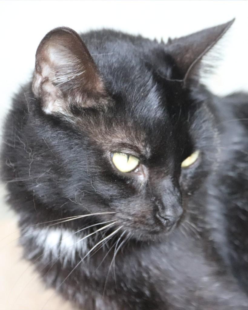 Felícia, gato de porte médio para adoção em Sorocaba - SP — foto 3 de 3