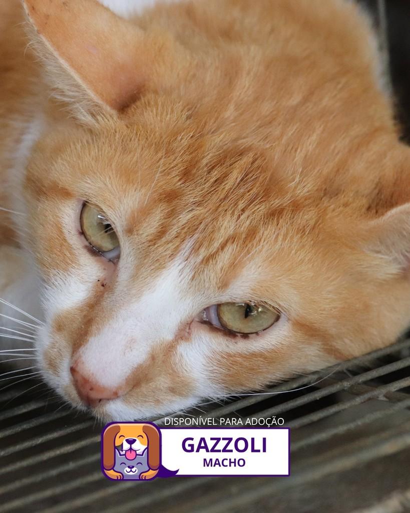 Gazzoli, gato de porte médio para adoção em Sorocaba - SP