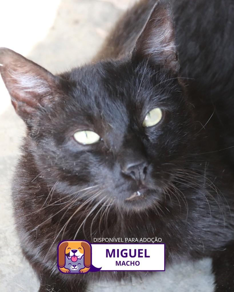 Miguel, gato de porte médio para adoção em Sorocaba - SP
