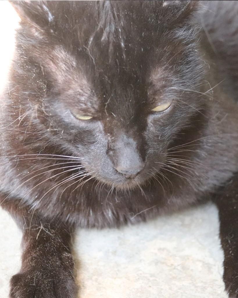 Miguel, gato de porte médio para adoção em Sorocaba - SP — foto 2 de 3