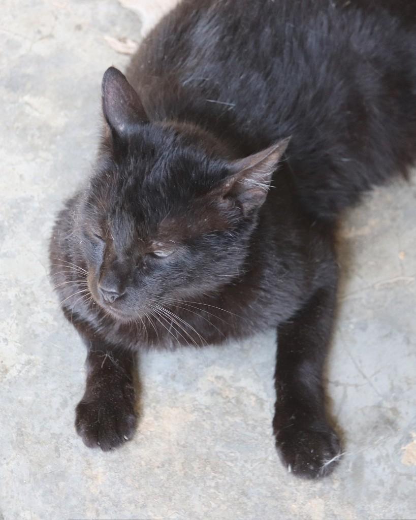 Miguel, gato de porte médio para adoção em Sorocaba - SP — foto 3 de 3
