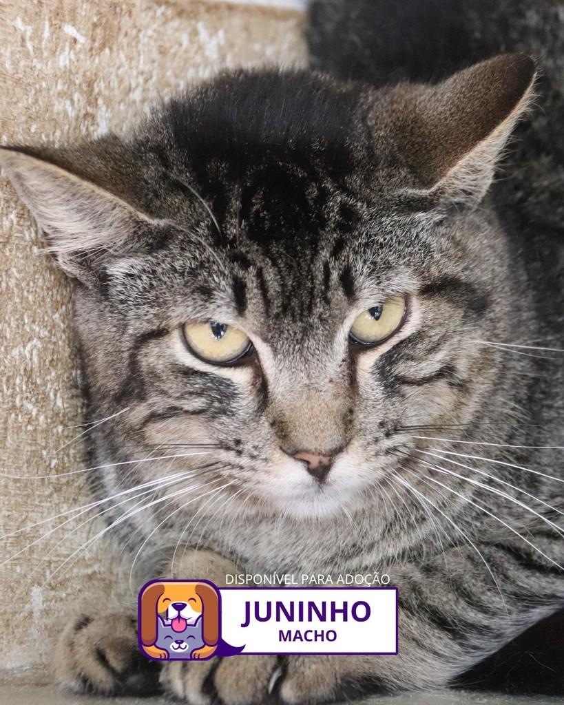 Juninho, gato de porte médio para adoção em Sorocaba - SP