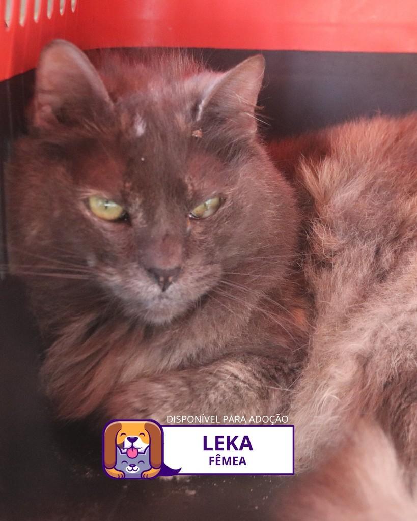 Leka, gata de porte médio para adoção em Sorocaba - SP