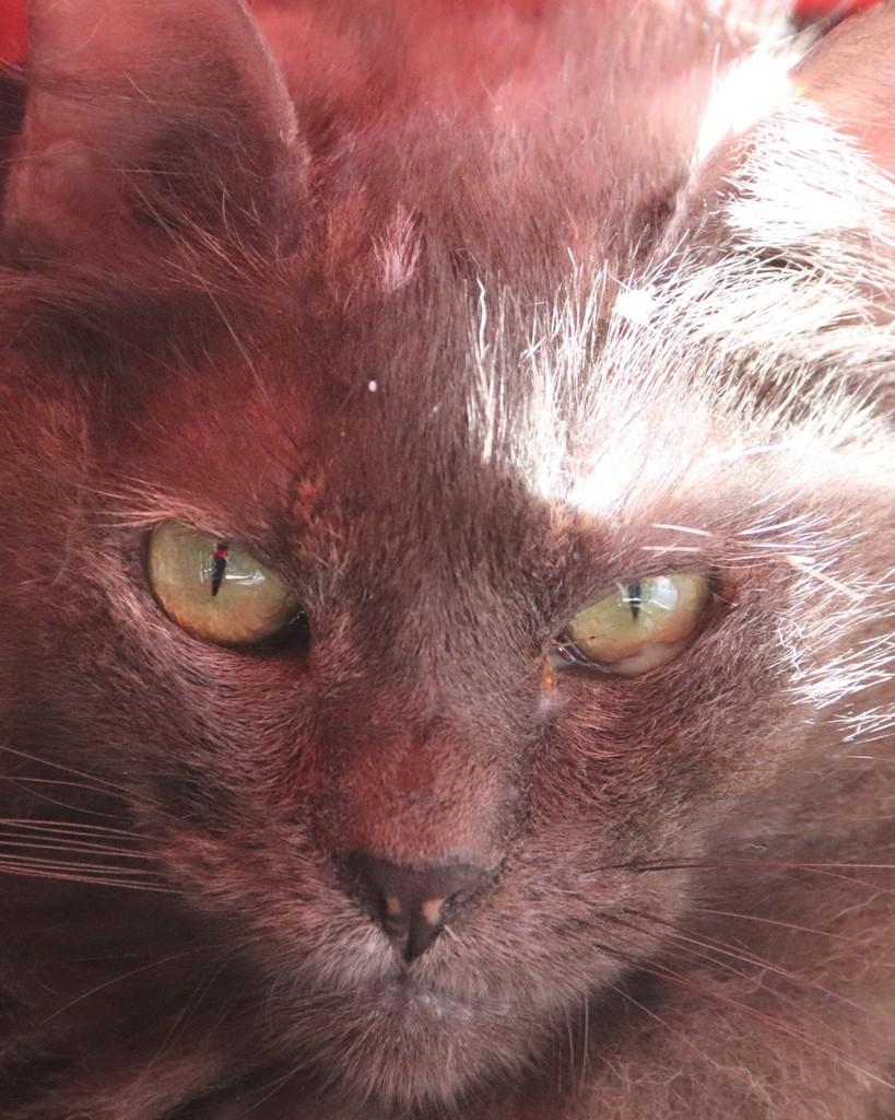Leka, gata de porte médio para adoção em Sorocaba - SP — foto 2 de 3