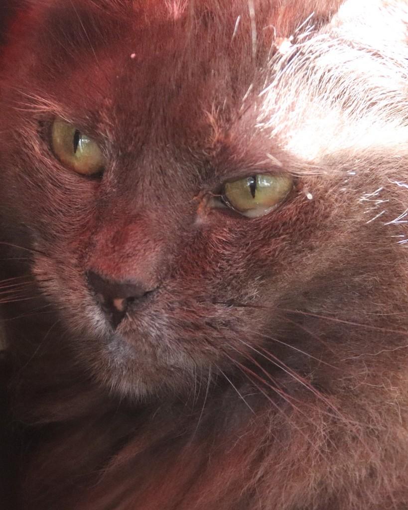 Leka, gata de porte médio para adoção em Sorocaba - SP — foto 3 de 3