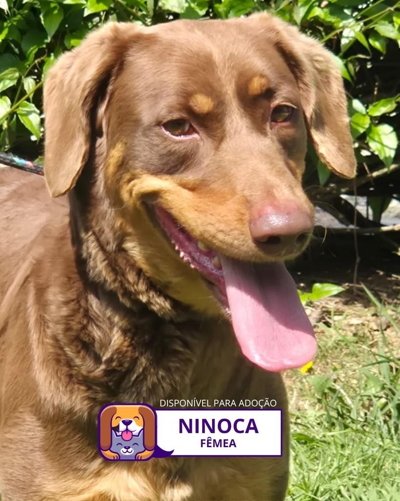 Ninoca, cachorro de porte pequeno para adoção em Sorocaba - SP