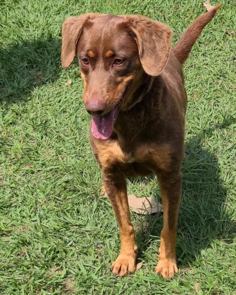 Ninoca, cachorro de porte pequeno para adoção em Sorocaba - SP — foto 2 de 4