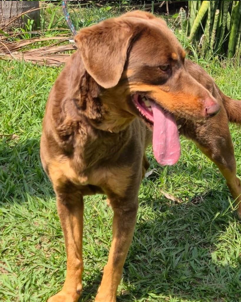 Ninoca, cachorro de porte pequeno para adoção em Sorocaba - SP — foto 3 de 4