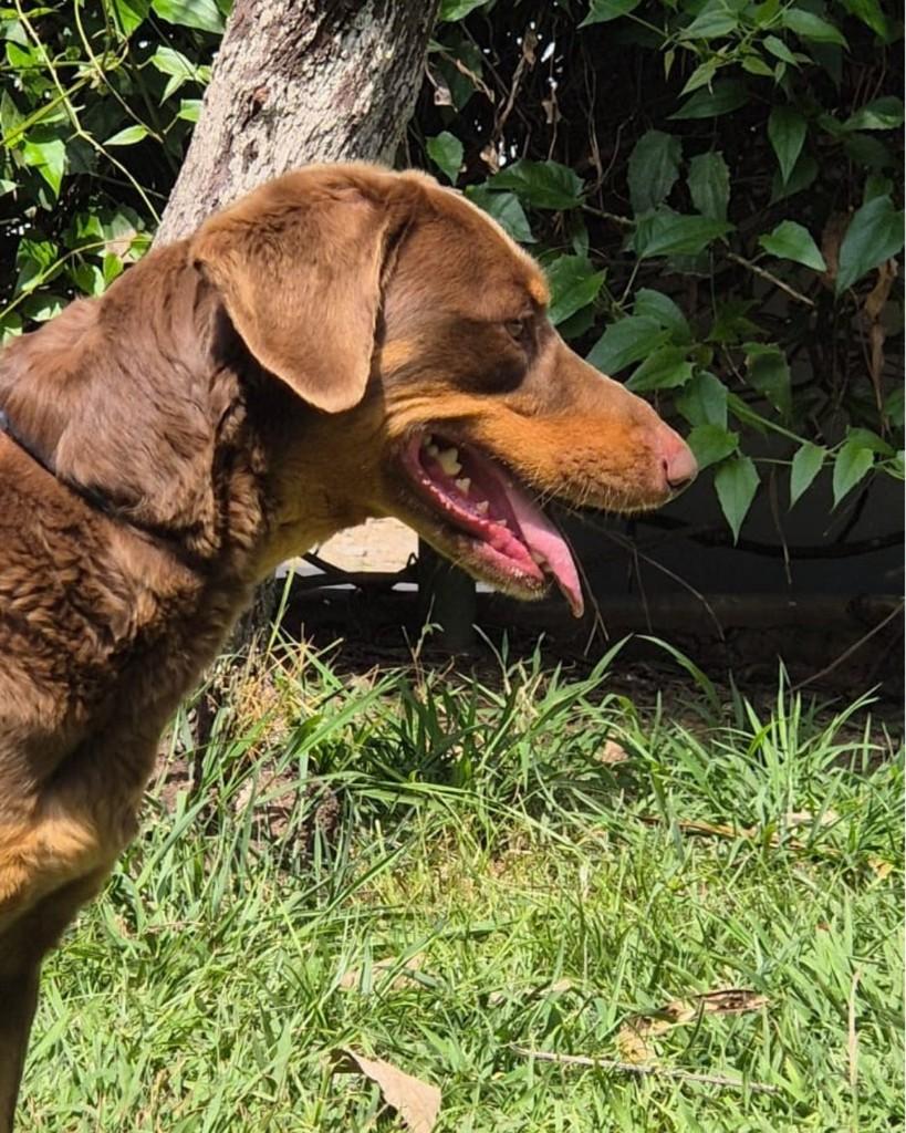 Ninoca, cachorro de porte pequeno para adoção em Sorocaba - SP — foto 4 de 4