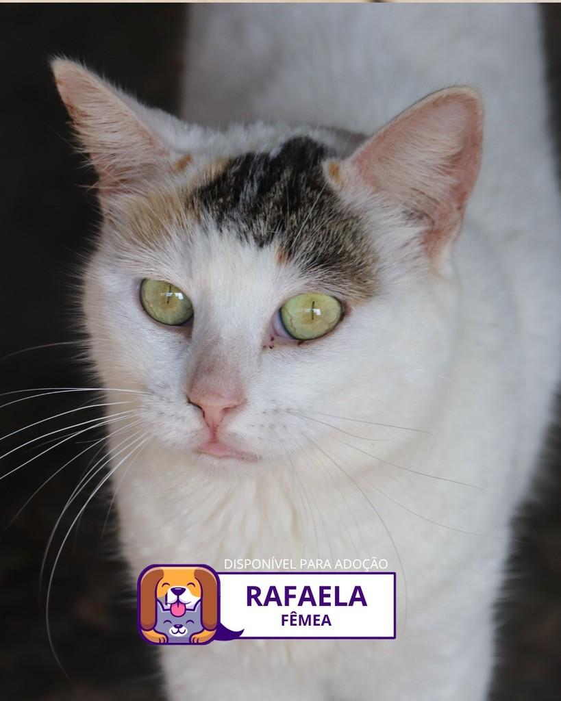 Rafaela, gato de porte médio para adoção em Sorocaba - SP
