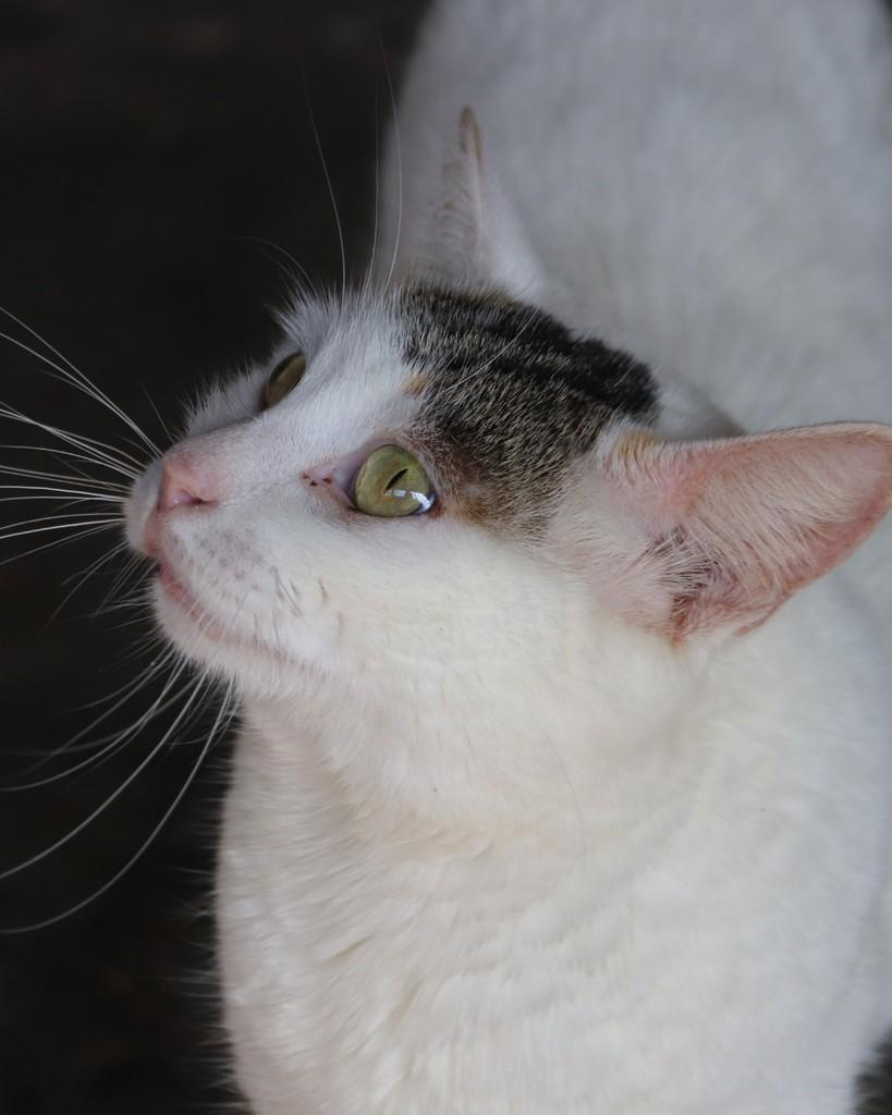 Rafaela, gato de porte médio para adoção em Sorocaba - SP — foto 2 de 2