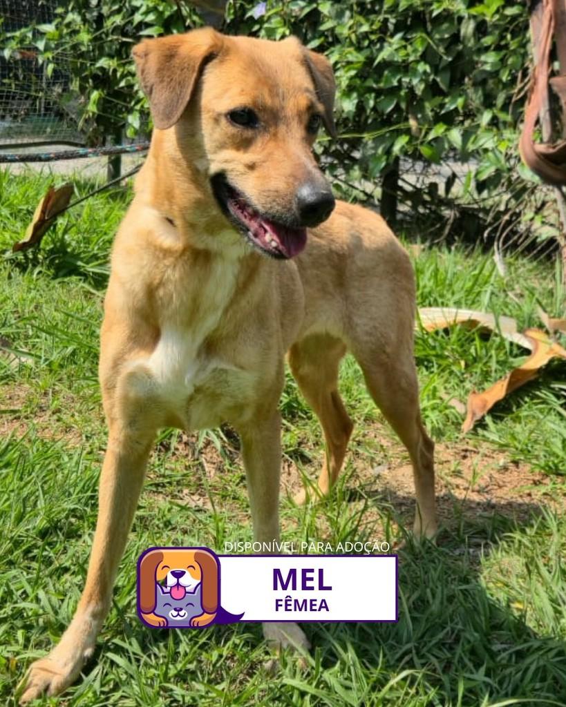 Mel, cadela de porte médio para adoção em Sorocaba - SP