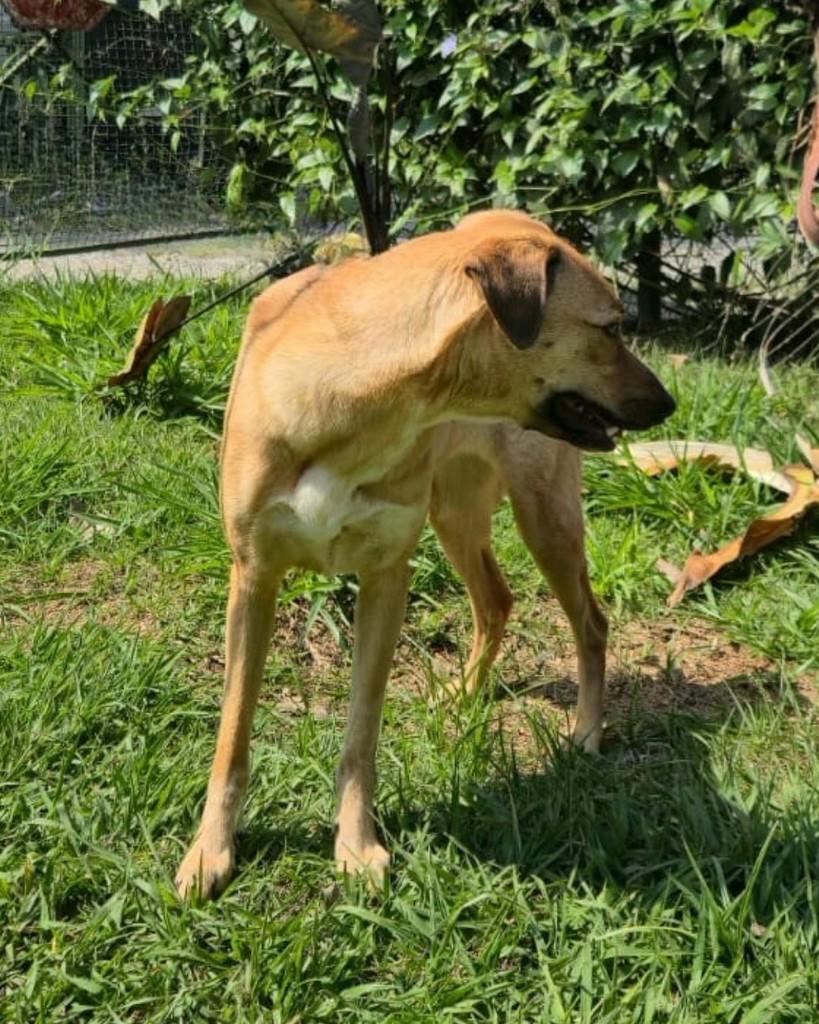 Mel, cadela de porte médio para adoção em Sorocaba - SP — foto 2 de 3