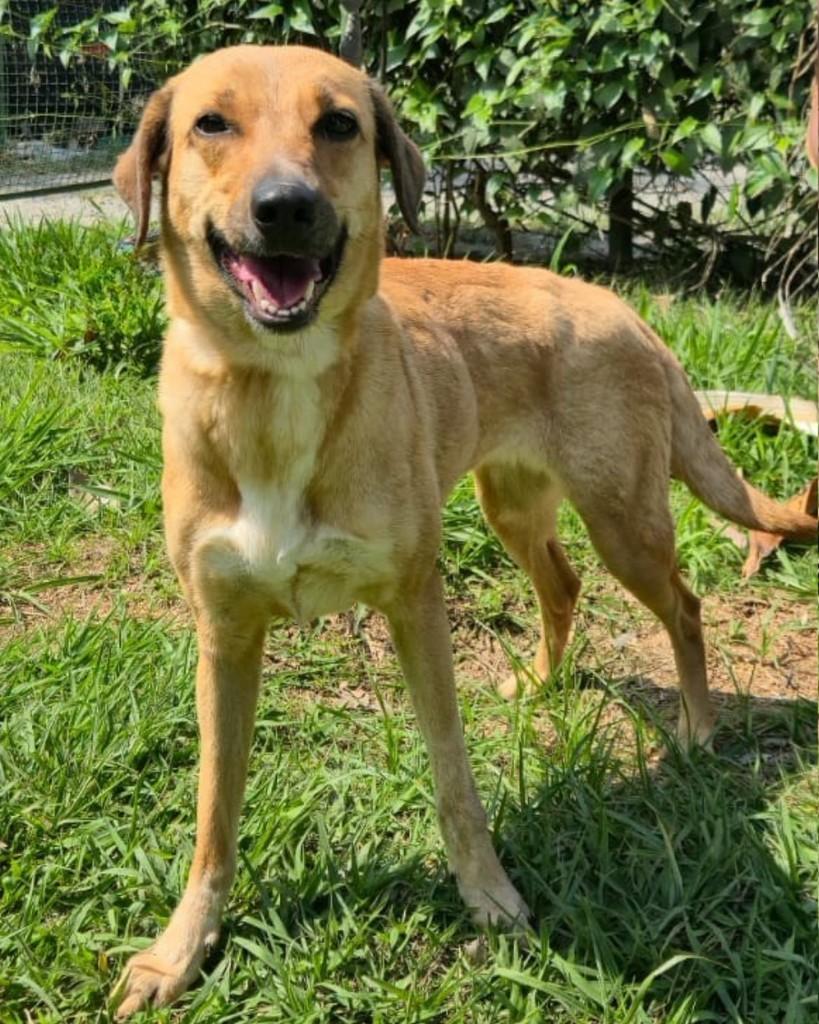 Mel, cadela de porte médio para adoção em Sorocaba - SP — foto 3 de 3