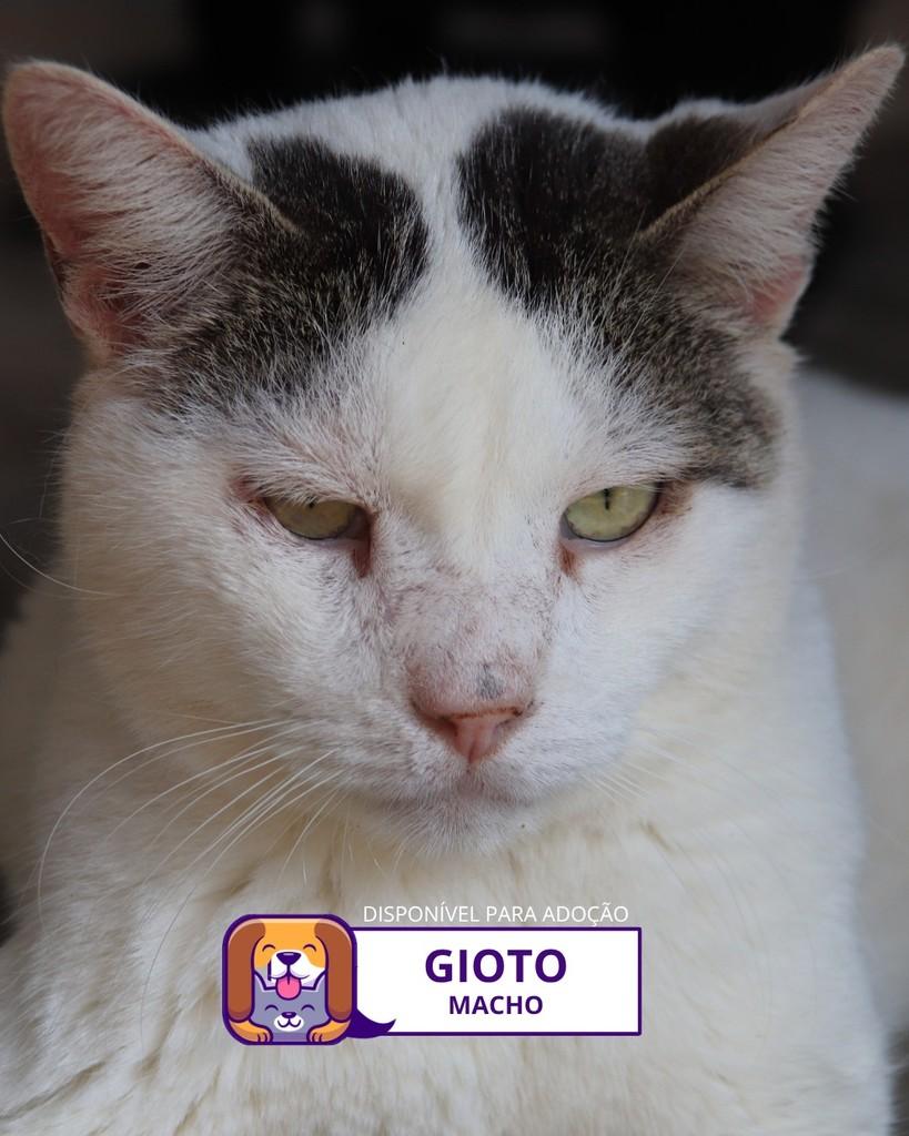 Gioto, gato de porte médio para adoção em Sorocaba - SP