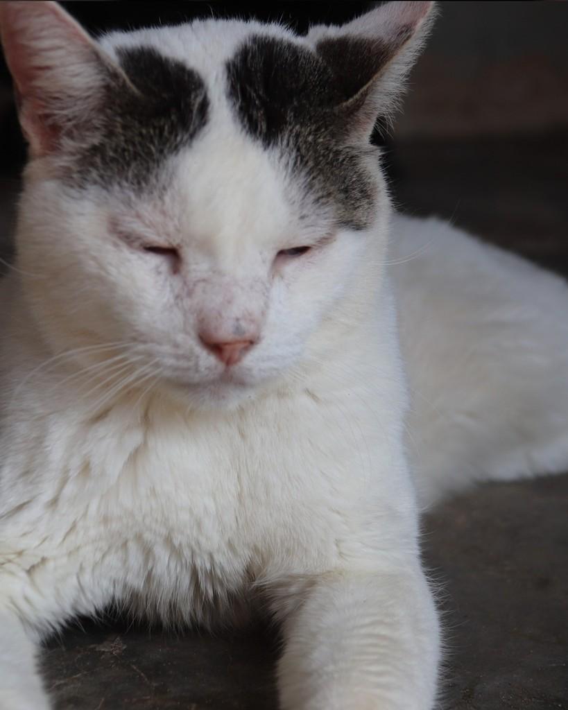 Gioto, gato de porte médio para adoção em Sorocaba - SP — foto 2 de 2