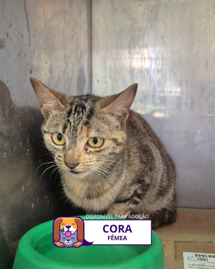 Cora, gato de porte pequeno para adoção em Sorocaba - SP