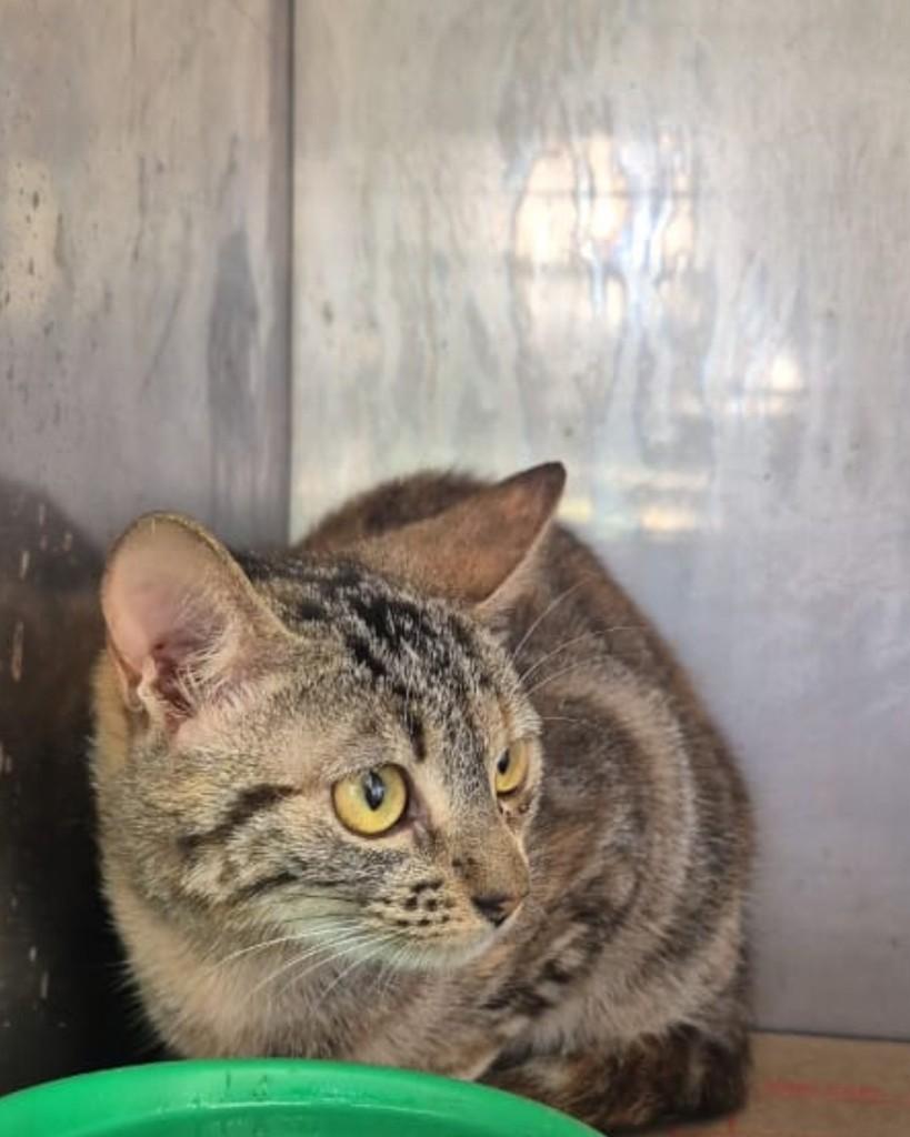 Cora, gato de porte pequeno para adoção em Sorocaba - SP — foto 2 de 2