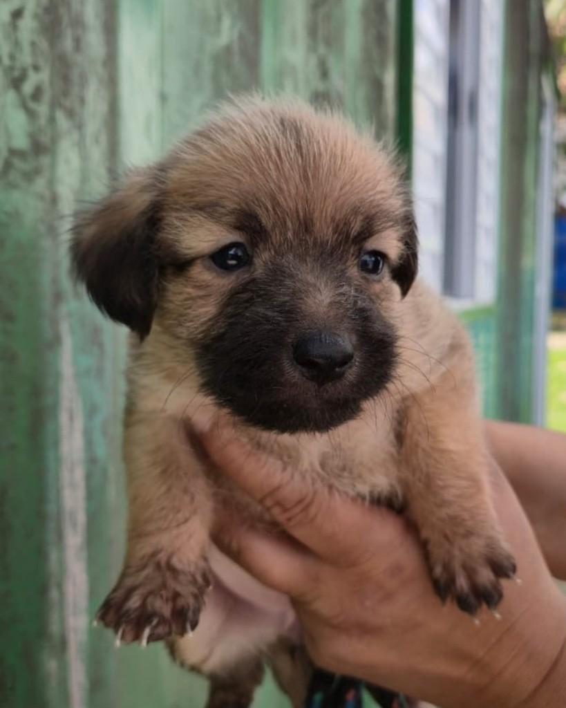 Magali, cachorro de porte pequeno para adoção em Sorocaba - SP