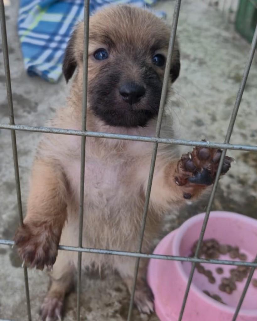 Magali, cachorro de porte pequeno para adoção em Sorocaba - SP — foto 2 de 2