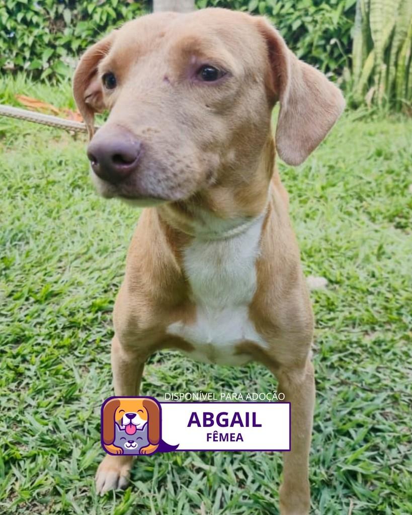 Abgail, cadela de porte médio para adoção em Sorocaba - SP
