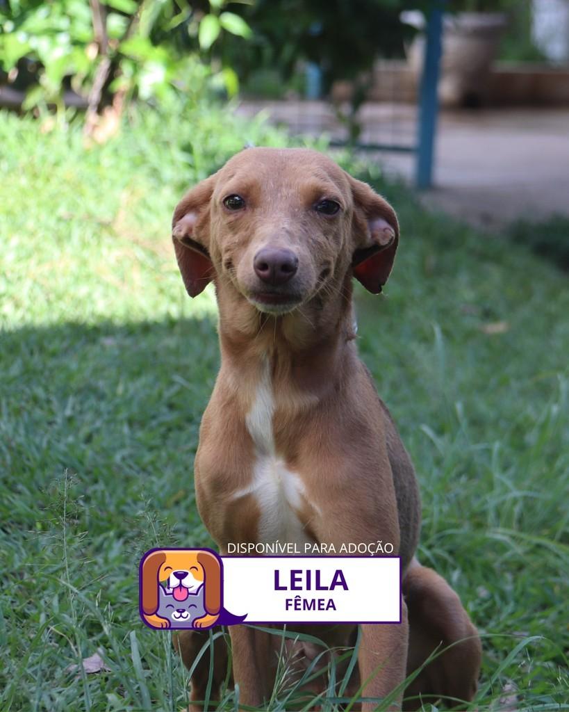 Leila, cachorro de porte médio para adoção em Sorocaba - SP