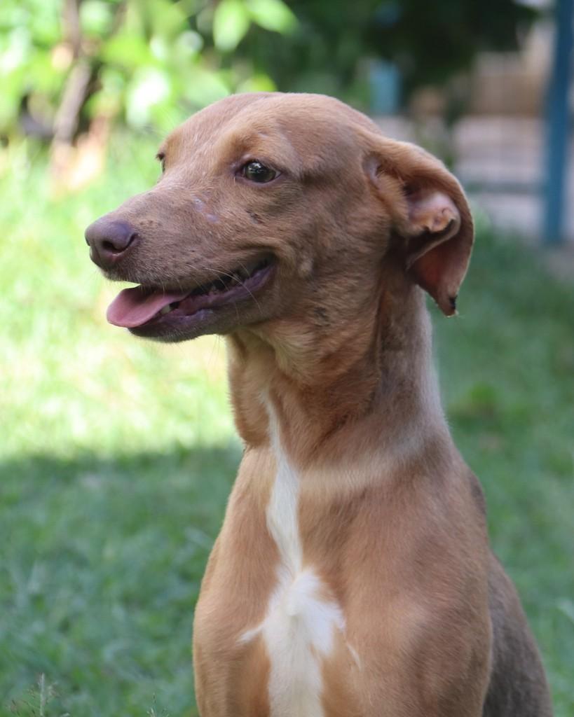 Leila, cachorro de porte médio para adoção em Sorocaba - SP — foto 2 de 6