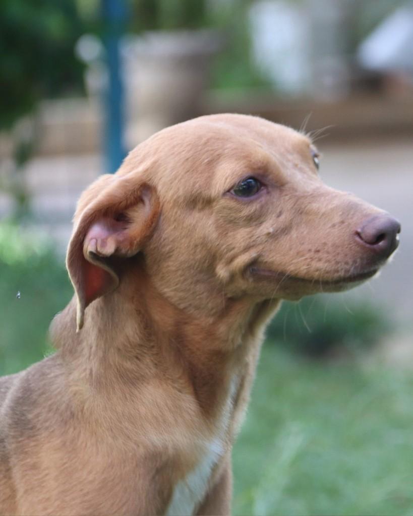 Leila, cachorro de porte médio para adoção em Sorocaba - SP — foto 3 de 6