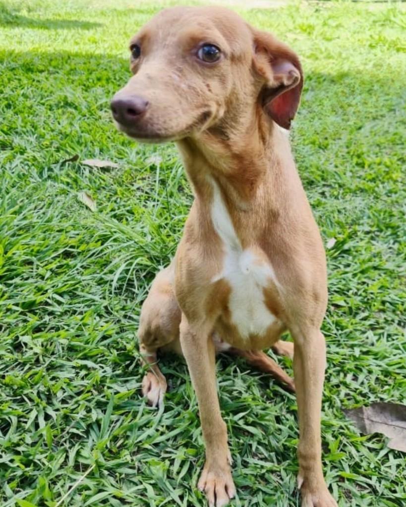 Leila, cachorro de porte médio para adoção em Sorocaba - SP — foto 4 de 6