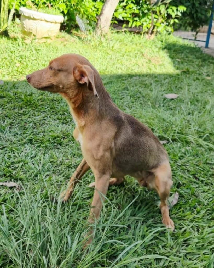 Leila, cachorro de porte médio para adoção em Sorocaba - SP — foto 5 de 6