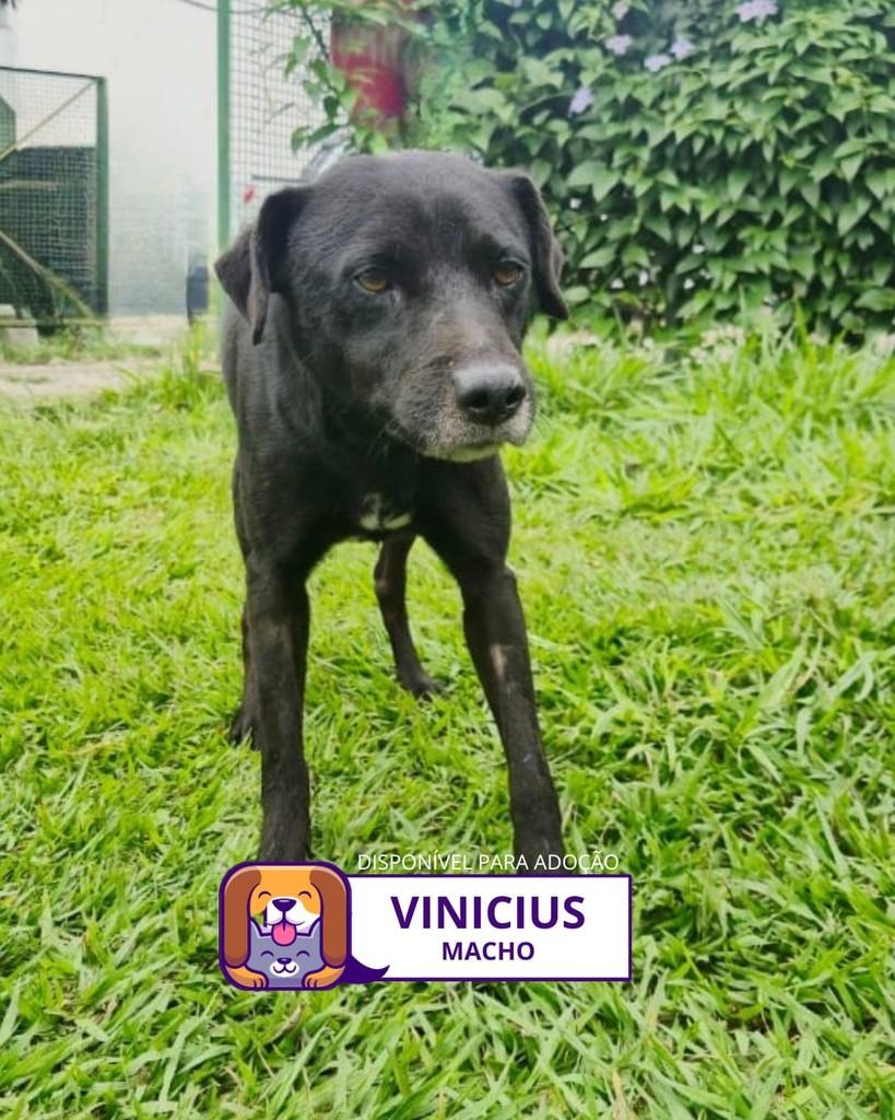 Vinícius, cachorro de porte médio para adoção em Sorocaba - SP