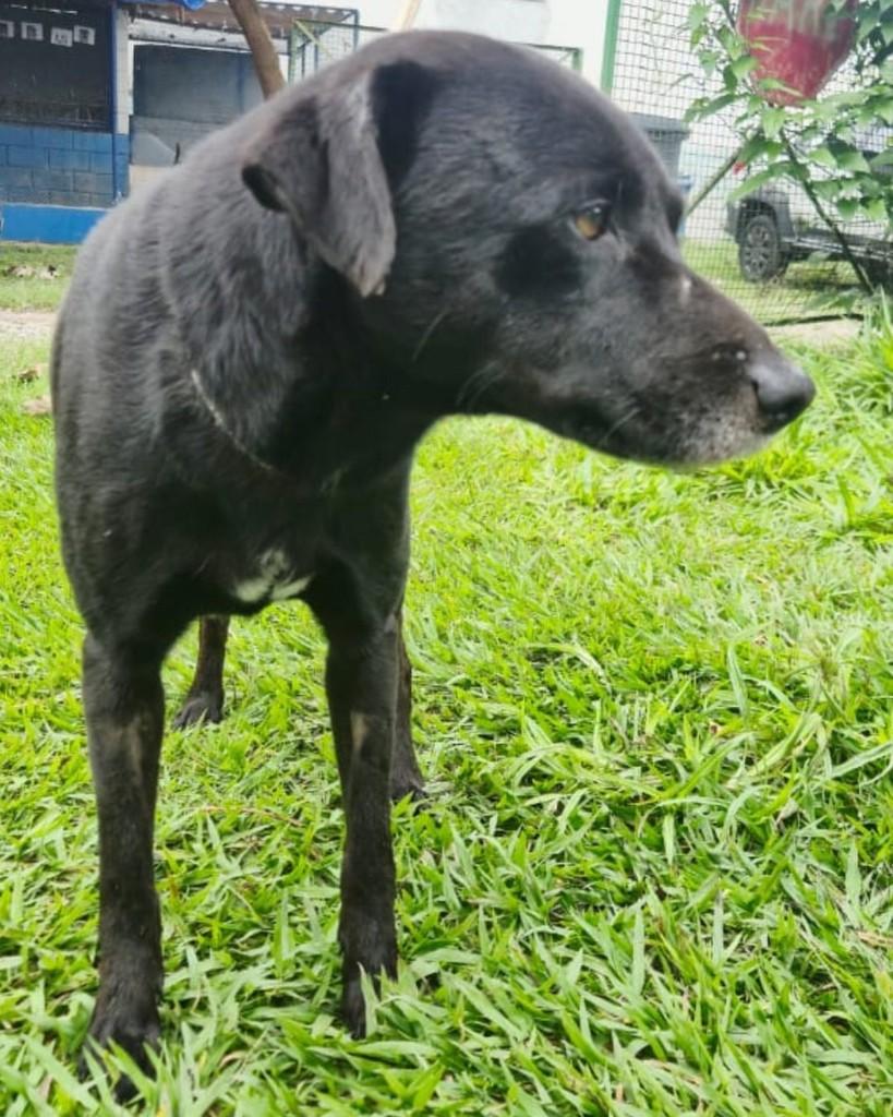 Vinícius, cachorro de porte médio para adoção em Sorocaba - SP — foto 2 de 4
