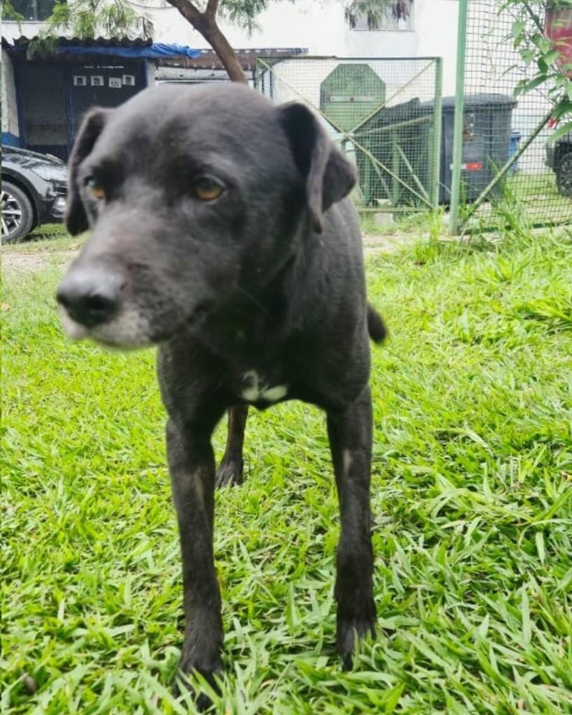 Vinícius, cachorro de porte médio para adoção em Sorocaba - SP — foto 3 de 4