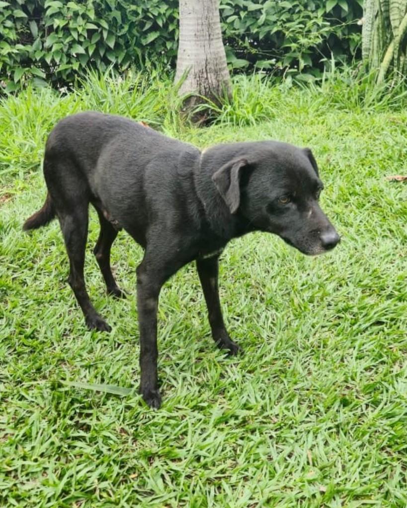 Vinícius, cachorro de porte médio para adoção em Sorocaba - SP — foto 4 de 4