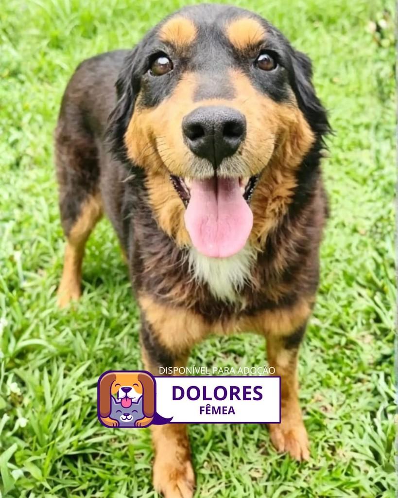 Dolores, cadela de porte médio para adoção em Sorocaba - SP