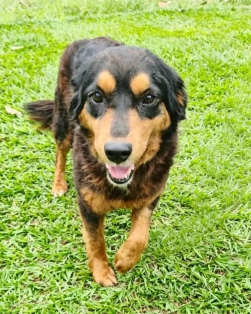 Dolores, cadela de porte médio para adoção em Sorocaba - SP — foto 2 de 4