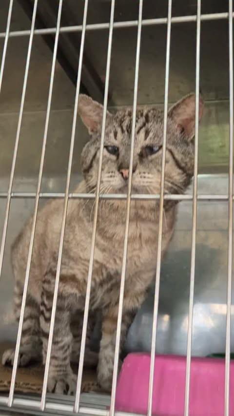 Eneas, gato de porte médio para adoção em Sorocaba - SP
