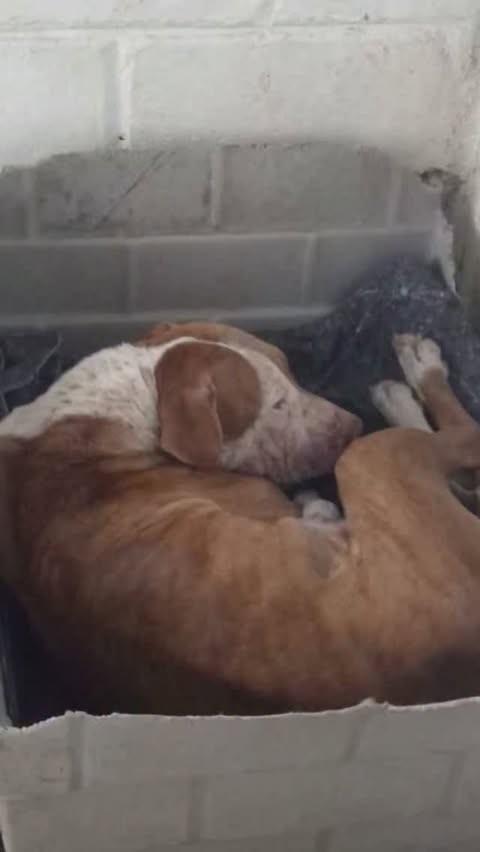 Sassá, cadela de porte médio para adoção em Sorocaba - SP