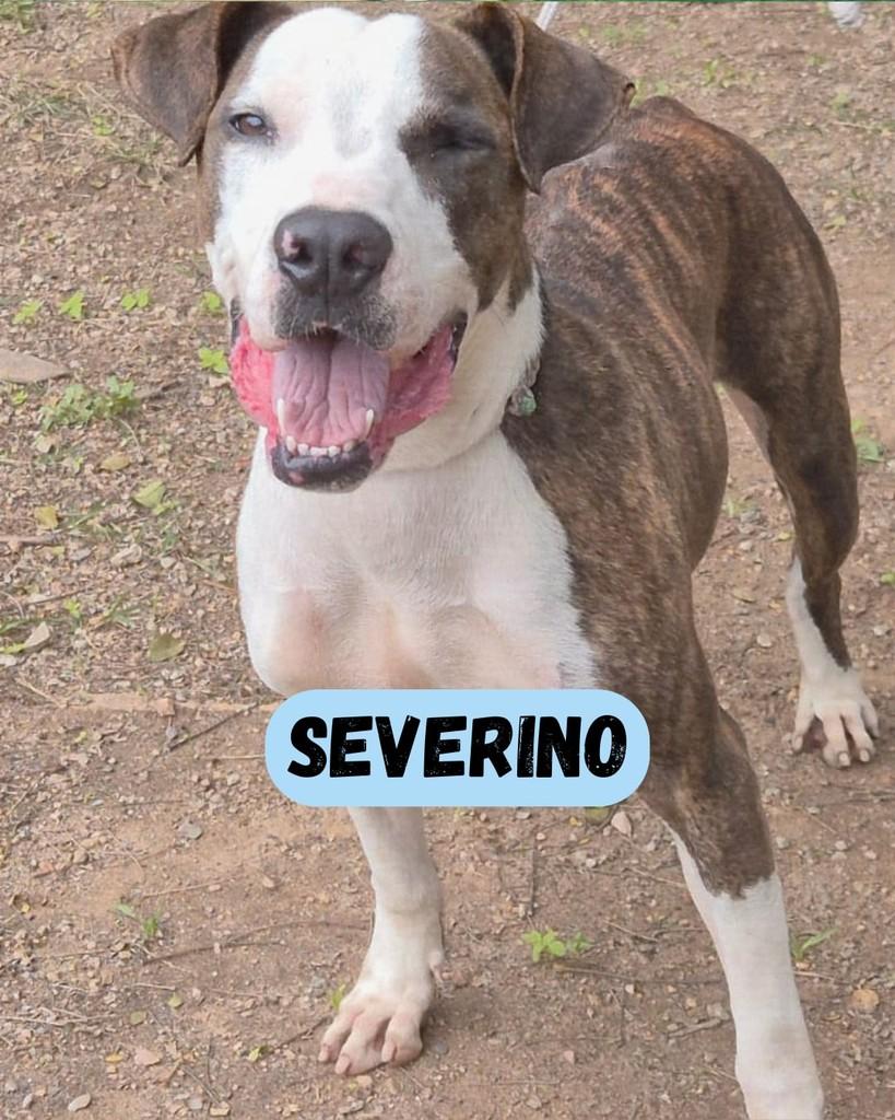 Severino, cachorro de porte médio para adoção em Sorocaba - SP