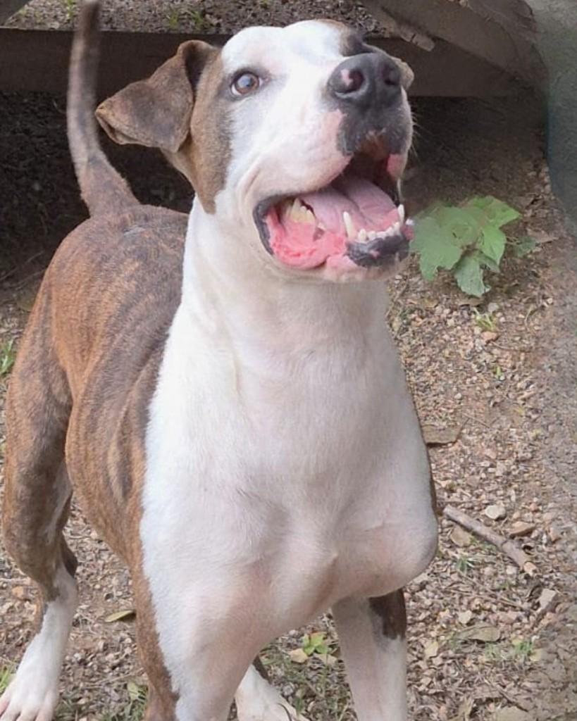 Severino, cachorro de porte médio para adoção em Sorocaba - SP — foto 2 de 3