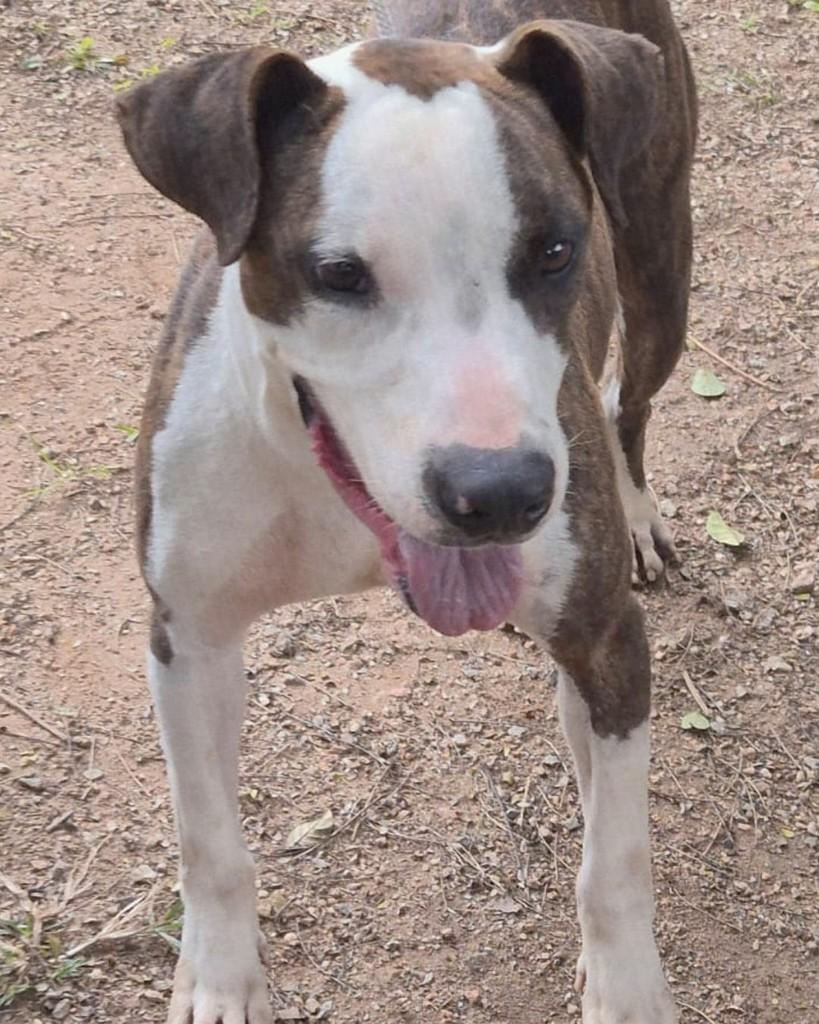 Severino, cachorro de porte médio para adoção em Sorocaba - SP — foto 3 de 3