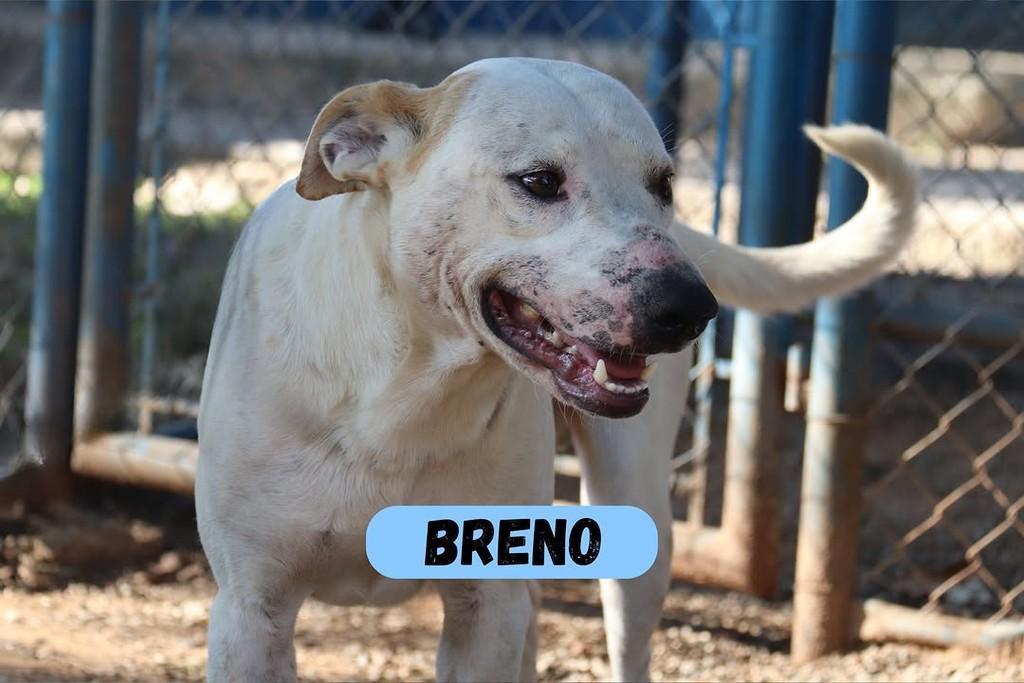 Breno, cachorro de porte médio para adoção em Sorocaba - SP