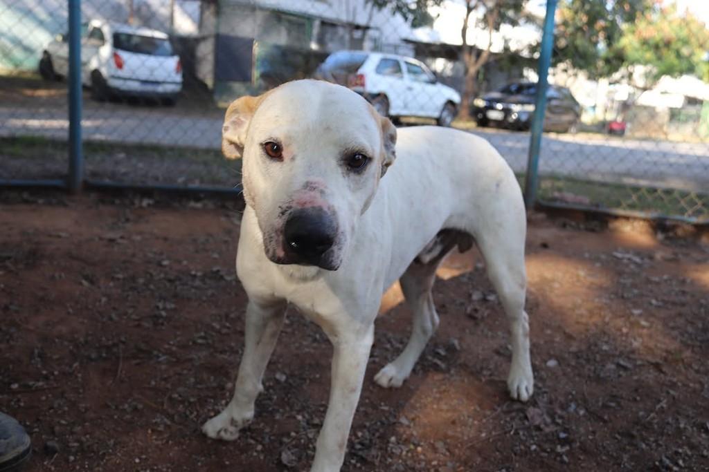 Breno, cachorro de porte médio para adoção em Sorocaba - SP — foto 2 de 2