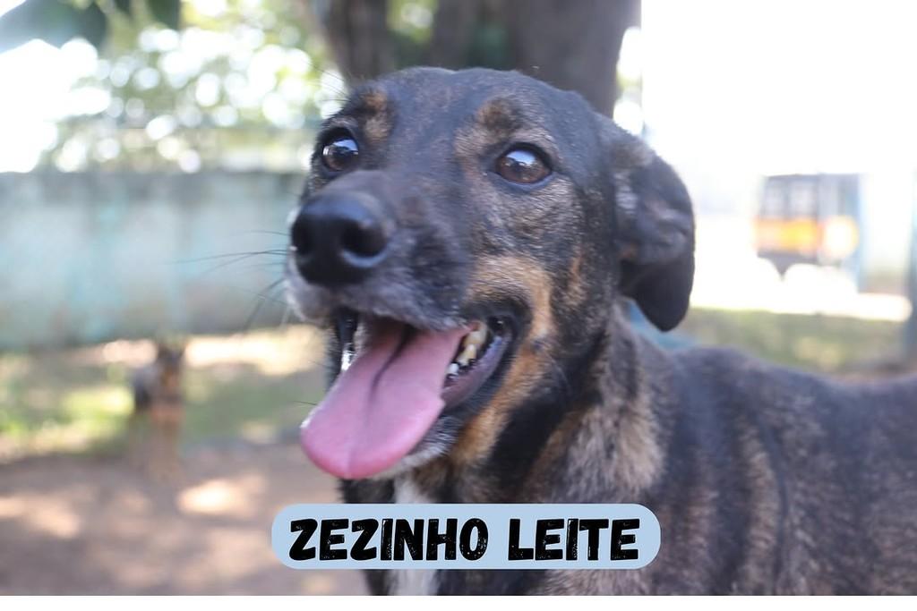 Zezinho Leite, cachorro de porte pequeno para adoção em Sorocaba - SP