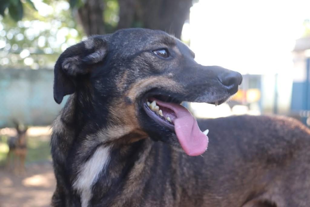 Zezinho Leite, cachorro de porte pequeno para adoção em Sorocaba - SP — foto 2 de 5