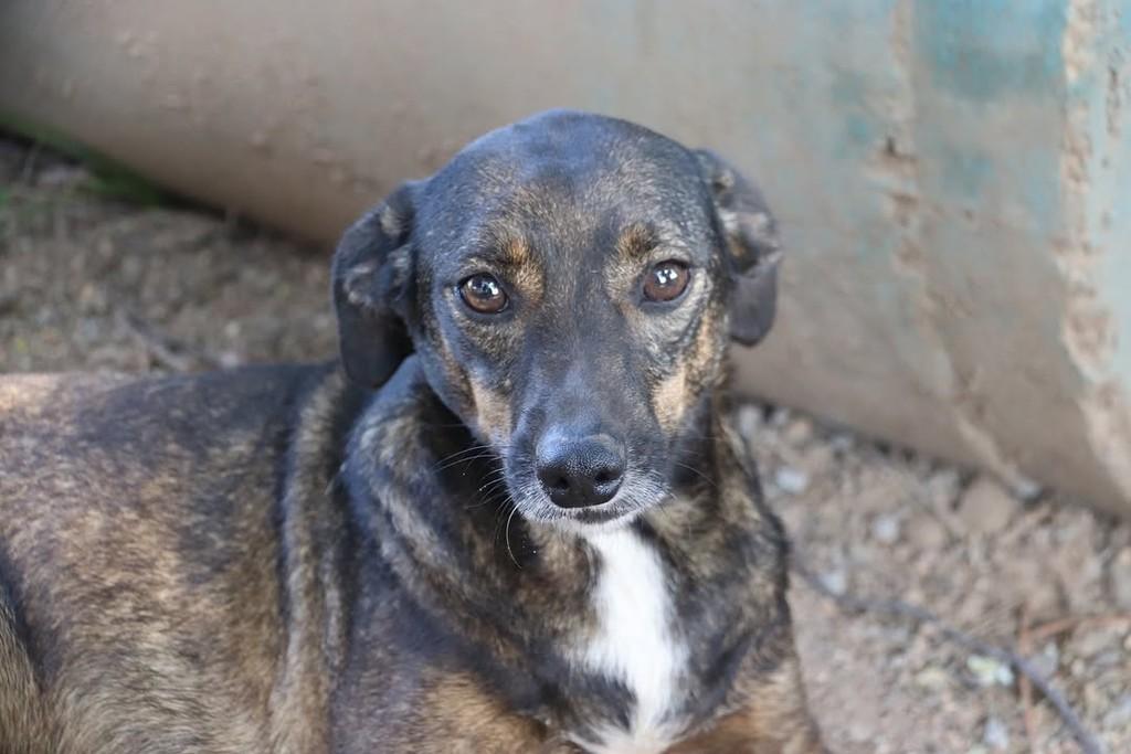 Zezinho Leite, cachorro de porte pequeno para adoção em Sorocaba - SP — foto 3 de 5