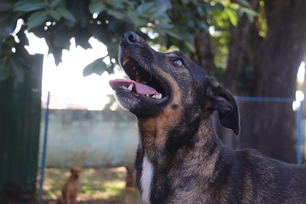 Zezinho Leite, cachorro de porte pequeno para adoção em Sorocaba - SP — foto 4 de 5