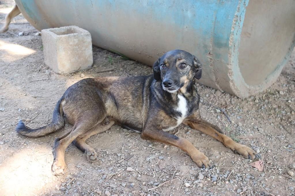 Zezinho Leite, cachorro de porte pequeno para adoção em Sorocaba - SP — foto 5 de 5
